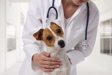 Veterinary Care. Vet Doctor And Dog Jack Russell Terrier