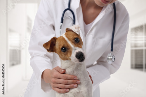 Fototapeta na szkło Opieka weterynaryjna. Lekarz weterynarii i pies Jack Russell Terrier