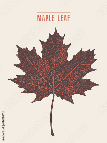 Fotomural High detailed vector maple leaf drawn sketch