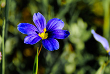 (Sisyrinchium Angustifolium) Single Flower Selective Focus