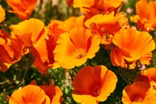 Fields Of California Poppy During Peak Blooming Time, Antelope Valley California Poppy Reserve