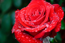 Red Rose With Rain Drops After Rain