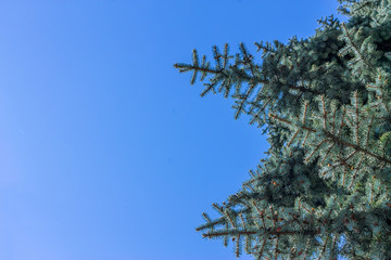 Wall Mural - Branches of blue spruce on the sky background