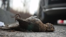 Dead Bird Lying In The Gutter In Between Cars.