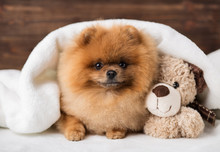 Cute Pomeranian Dog. Best Friends