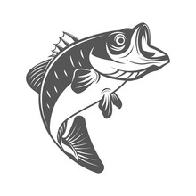 Bass Fish Vector Illustration In Monochrome Vintage Style. Design Elements For Logo, Label, Emblem.