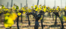 First Spring Leaves On A Trellised Vine Growing In Vineyard