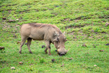 Fototapeta Sawanna - Grazing warthog in savannah