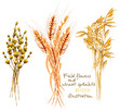 Illustration with sheaf of wheat ears and dryflowers, hand drawn in watercolor on a white background