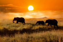 Family Of Elephants At Sunset In The National Park Of Africa