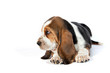 Basset hound puppy lying on a white background in profile