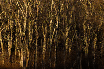  Dark Woods