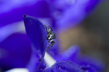 Beautiful Spider on purple flower, Jumping Spider in Thailand, Cosmophasis umbratica