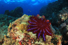 Crown-of-thorns Starfish Feeds On Coral Reef