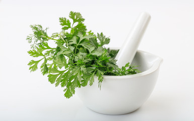 Wall Mural - Fresh coriander in a mortar on white background