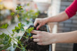 © ChaoticMind - Pair of female hands planting flower in some soil