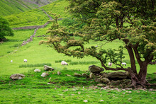 Grazing Flock Of Sheeps Near Big Tree, UK