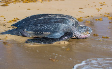 Leatherback Turtle Returning To Ocean After Laying Eggs