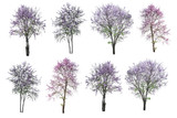 Fototapeta Tęcza - purple tree (Lagerstroemia) isolated on white background