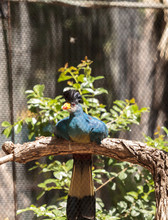 Great Blue Turaco Bird, Corythaeola Cristata