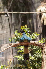 Great Blue Turaco Bird, Corythaeola Cristata