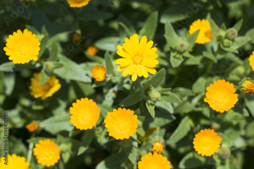 黄色いマーガレットの花 Stock 写真 Adobe Stock 黄色いマーガレットの花 Stock 写真 Adobe Stock