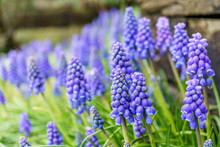 A Muscari Neglectum Flower Known As Common Grape Hyacinth