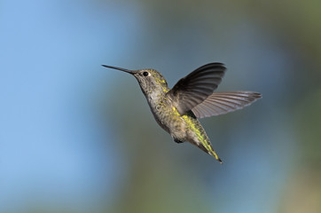 Wall Mural - Female Anna's hummingbird.