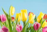 Fototapeta Tulipany - Many multicolored tulips grow on a blue background