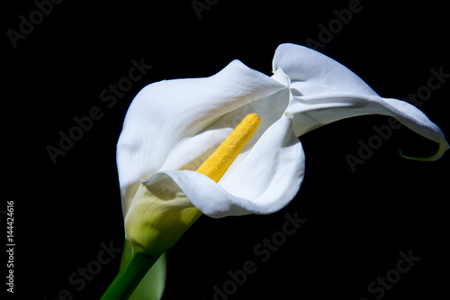 500_F_144424616_9yZ9m3fuXDf4zkL09Yskxgyhmuz9LFgK.jpg