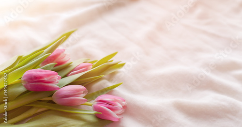 Fototapeta Pink tulips on white fabric, lit by the rays of the setting sun