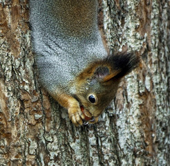 The red squirrel sitting on a tree in a moscow park