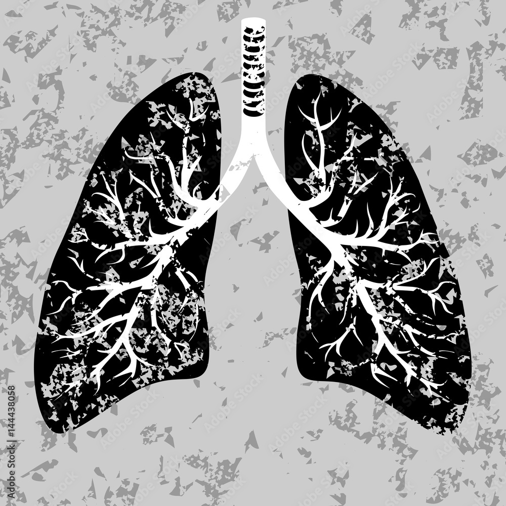 Human lungs organ isolated on white background representing the medical ...