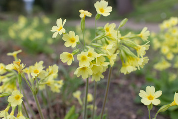 Blooming yellow cowslip flowers Primula veris blossoms primrose flower in park