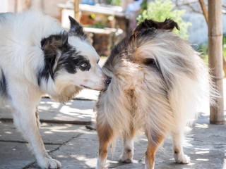 Dog sniffing other dog's rear before they have sex, close-up