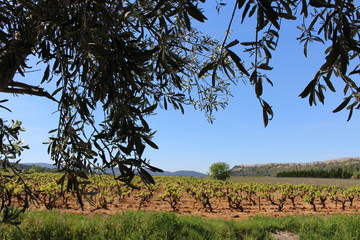 Wall Mural - paysage du sud de la france : olivier, vignes et soleil