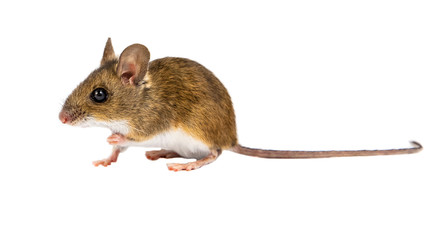 Poster - Side view sitting Field Mouse on white background