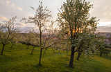 Fototapeta Sawanna - Blooming orchard in the old town of Prague on Petrin Hill in spring