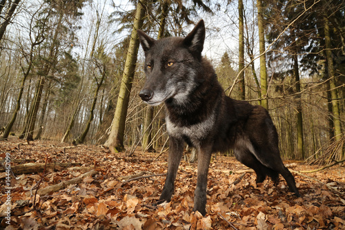 Schwarzer Wolf Im Wald Froschperspektive Buy This Stock Photo And Explore Similar Images At Adobe Stock Adobe Stock