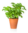Basil in Pot Isolated on White Background