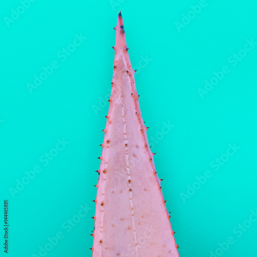 Foto  Aloe leaf Minimal fashion art gallery