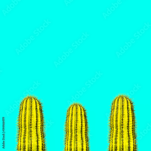 zestaw-kaktusow-minimalna-tworcza-stillife