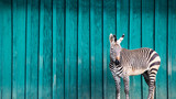 Fototapeta Zebra - Zebra in Front of a Teal Wall