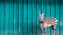 Zebra In Front Of A Teal Wall