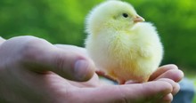 On A Sunny Day, Little Yellow Chicks Sitting On His Hands, In The Background Of Green Grass And Trees, Concept: Farming, Ecology, Bio, Easter, Love.