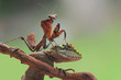 Lizard and mantis