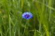 Blue blooming starthistles, knapweeds garden flowers blossoms. Centaurea centaury, centory, centaureas