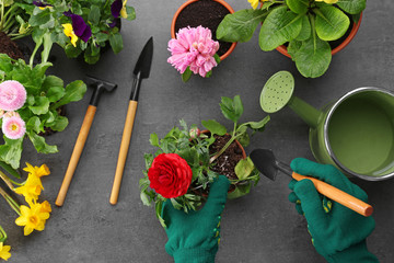 Wall Mural - Hands planting ranunculus flower on gray background