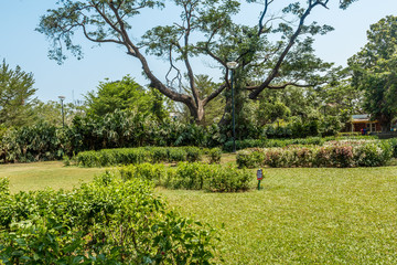 Green bush, plants in a garden, Chennai, India, April 01 2017