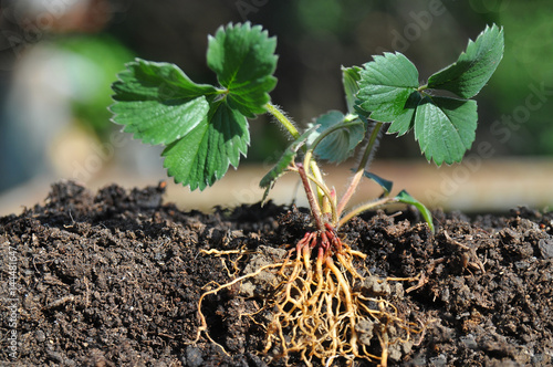 Fotografía Strawberry seedlings with roots